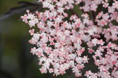 ブラックレースにピンクの花