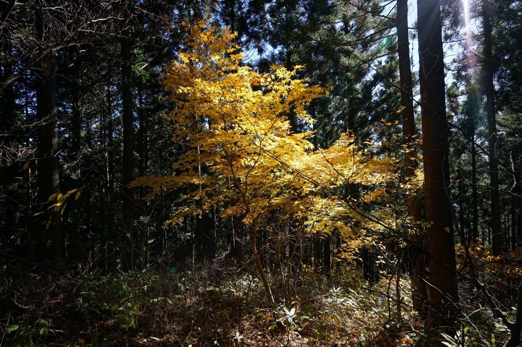 黄色い木(景信山)