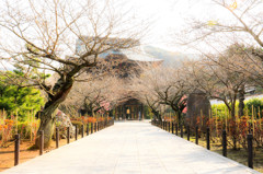 建長寺への道