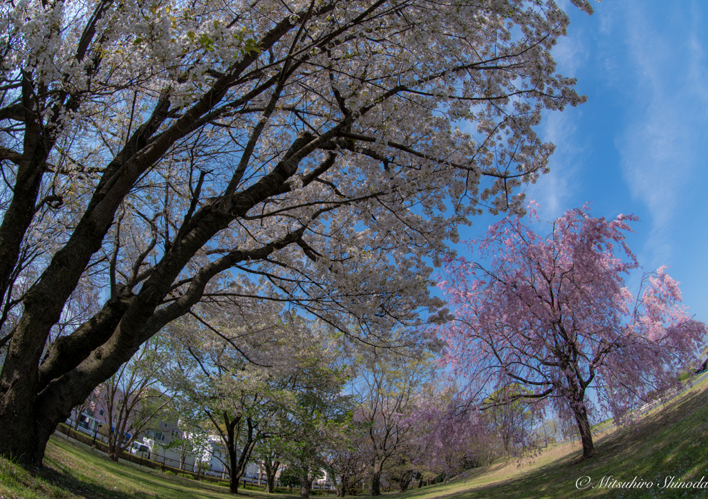 紅白桜