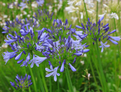 アガパンサスの花（蕾）
