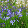 アガパンサスの花（蕾）
