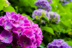 明月院 紫陽花