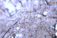 しだれ桜