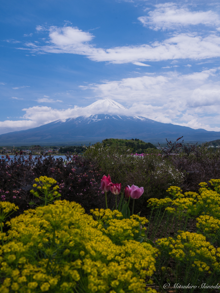 富士山と色とりどりの花たち