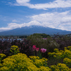富士山と色とりどりの花たち