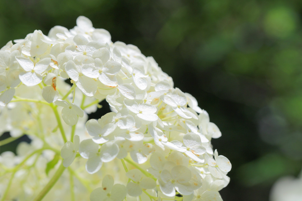 白い紫陽花