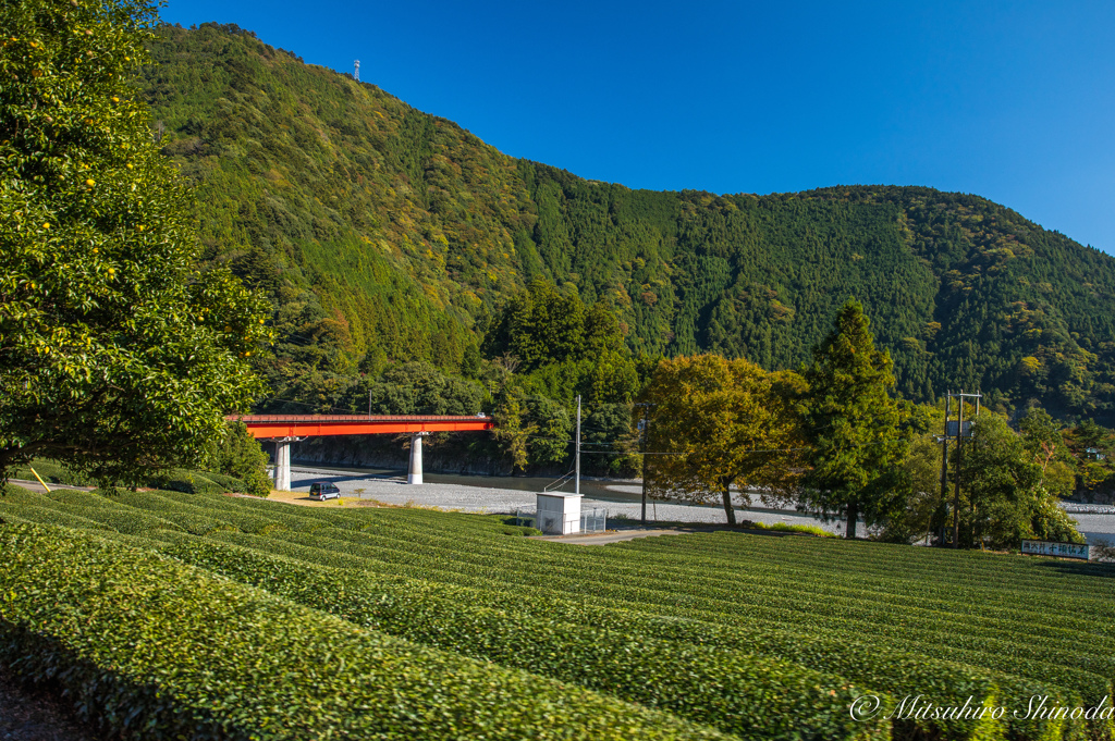 静岡の新茶畑かな？？