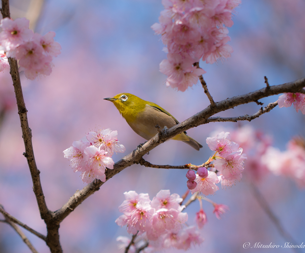 桜 ＆ メジロ