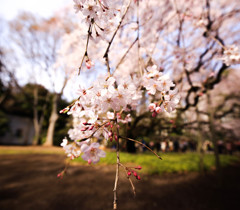 枝垂れ桜