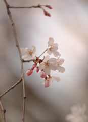 しだれ桜