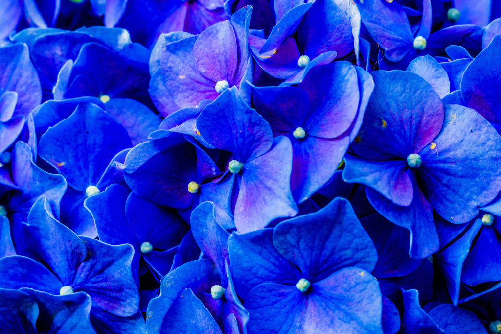 紫陽花 どアップ撮影