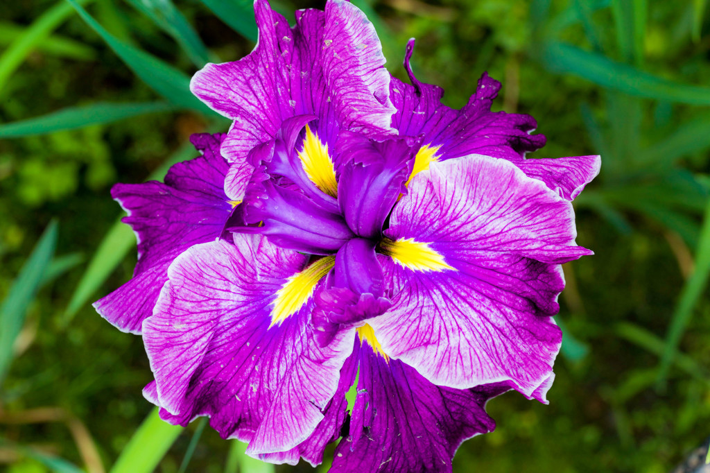 真上からの花菖蒲