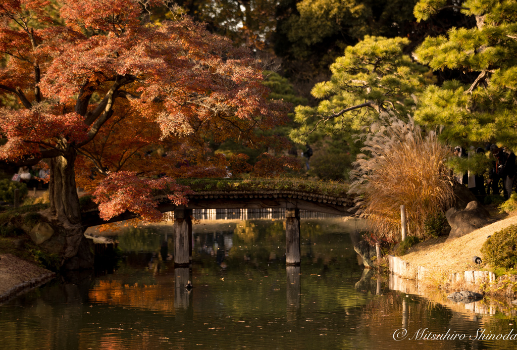 紅葉と橋