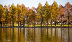 紅葉　水元公園