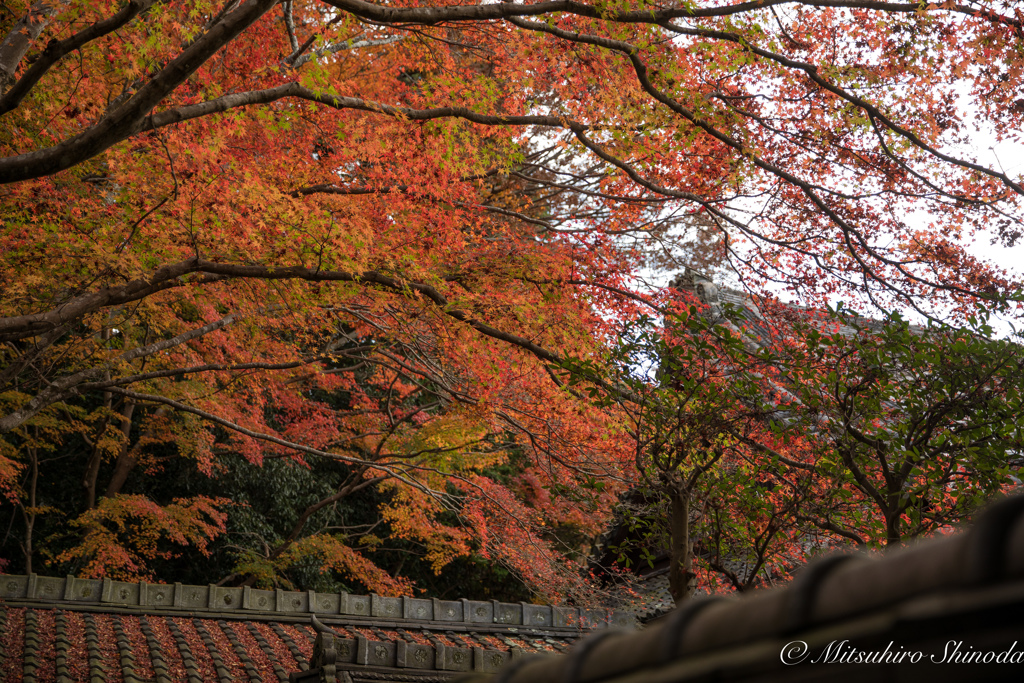 トイレの小窓からの綺麗な紅葉