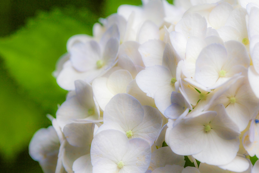白い紫陽花
