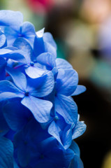真っ青な紫陽花