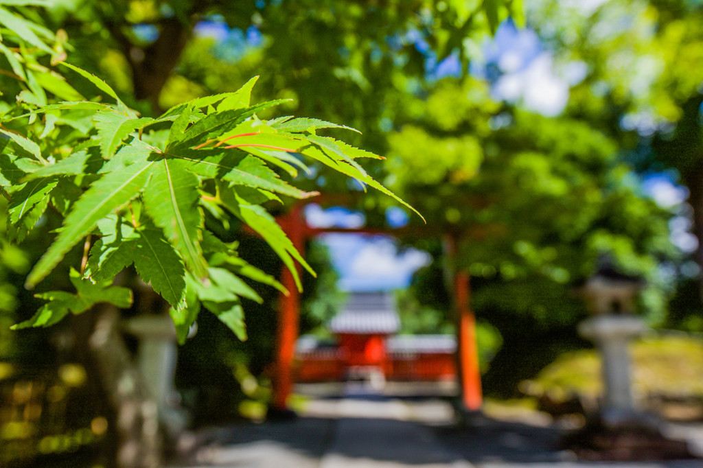 紅葉が楽しみ！！