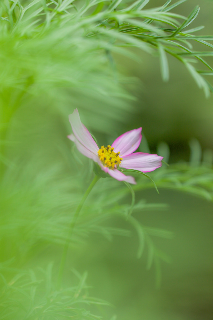 明月院でのお花