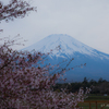 富士山 ＆ 桜
