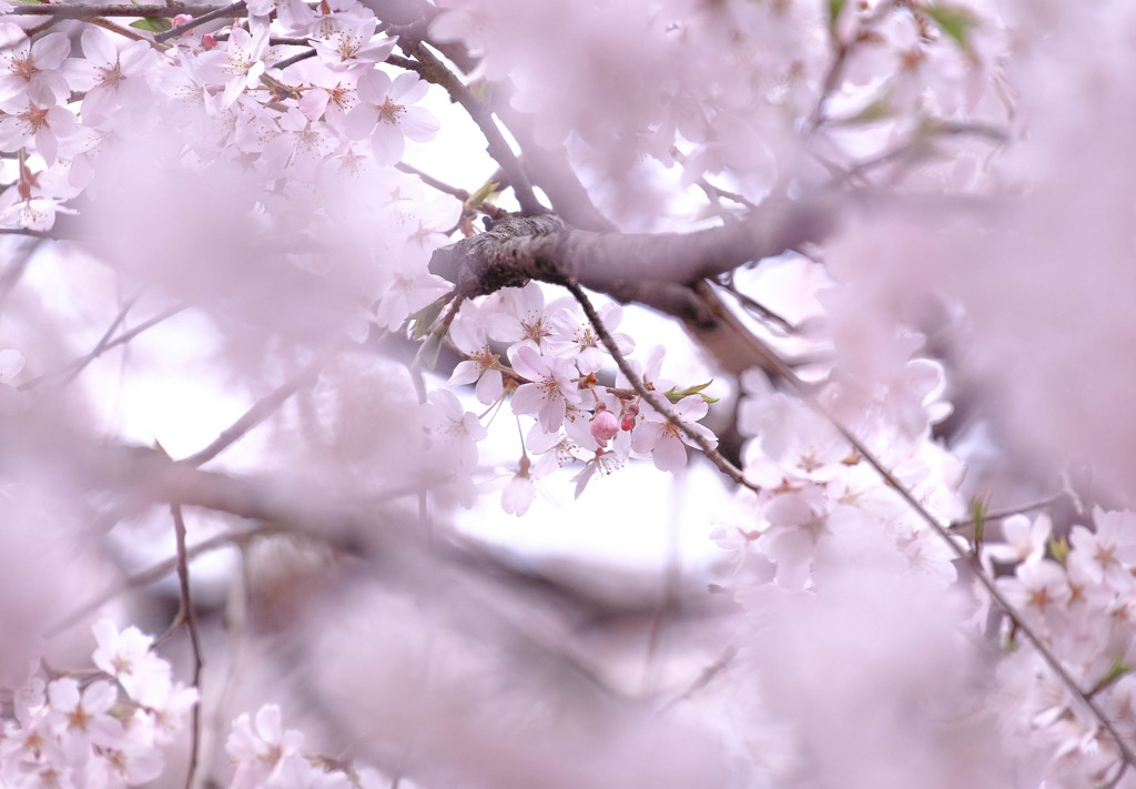 枝垂れ桜