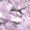 枝垂れ桜