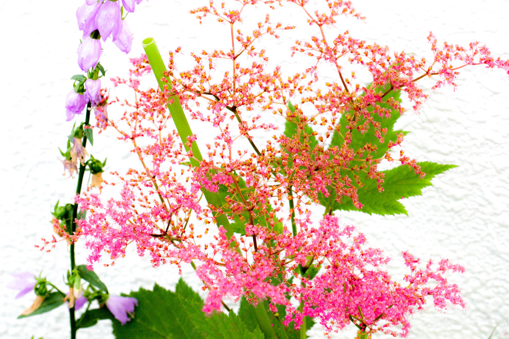 Beautiful flower