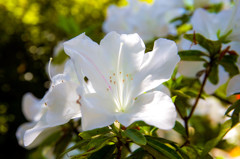 Beautiful flower
