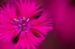 幻想的な花