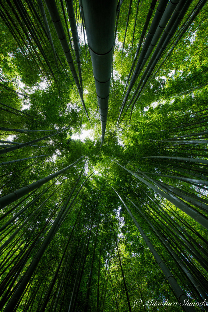 竹林　〜報国寺にて〜