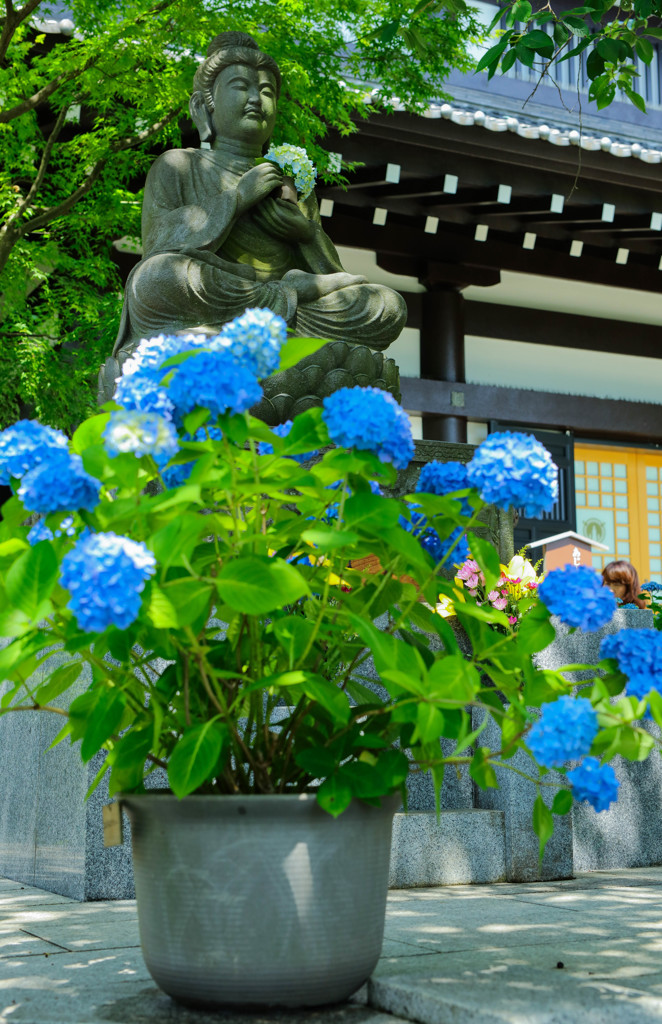 お地蔵さんも紫陽花が綺麗に咲いて喜んでいます（＾＾）