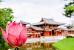 蓮なめの平等院