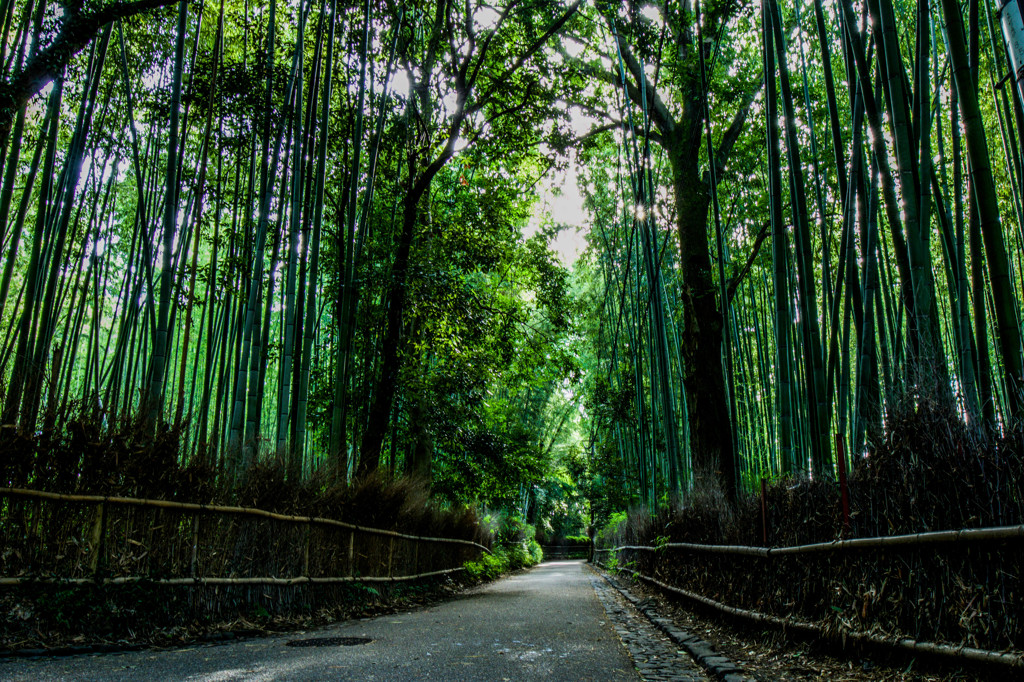 嵐山　竹林の道　京都