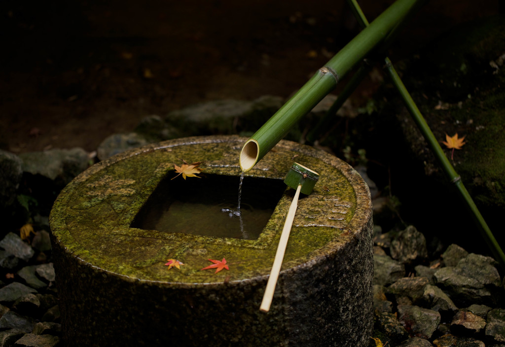 京都　龍安寺　竹の水仙