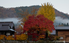 朝霧紅葉撮影