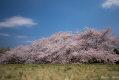 丘からの桜の便り