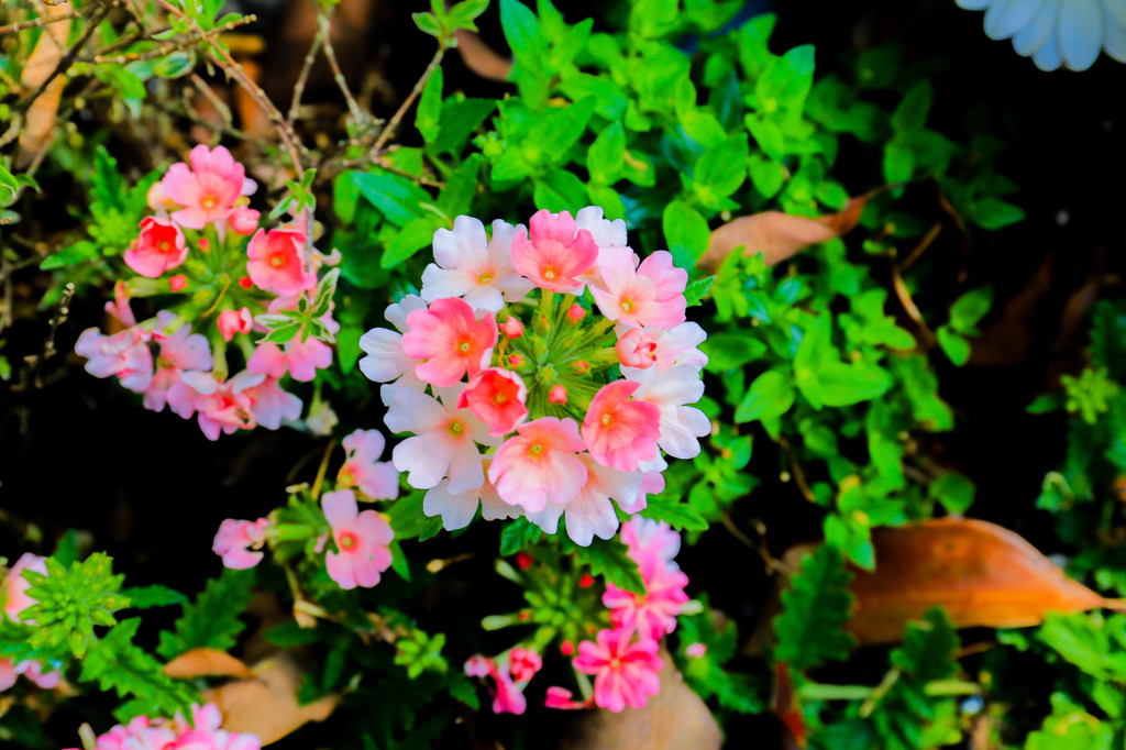鎌倉の道端に咲いていたお花