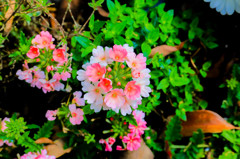 鎌倉の道端に咲いていたお花