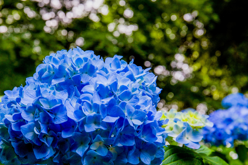 明月院 紫陽花