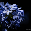 Blue・Blue・Flower