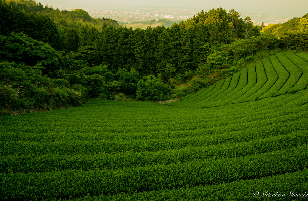 断崖絶壁のお茶畑