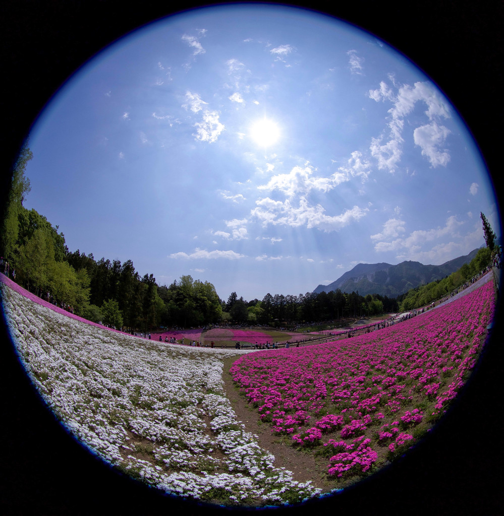 紅白芝桜