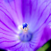Beautiful flower