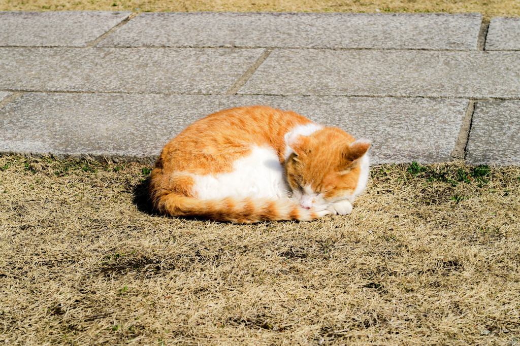 たま（仮名）猫