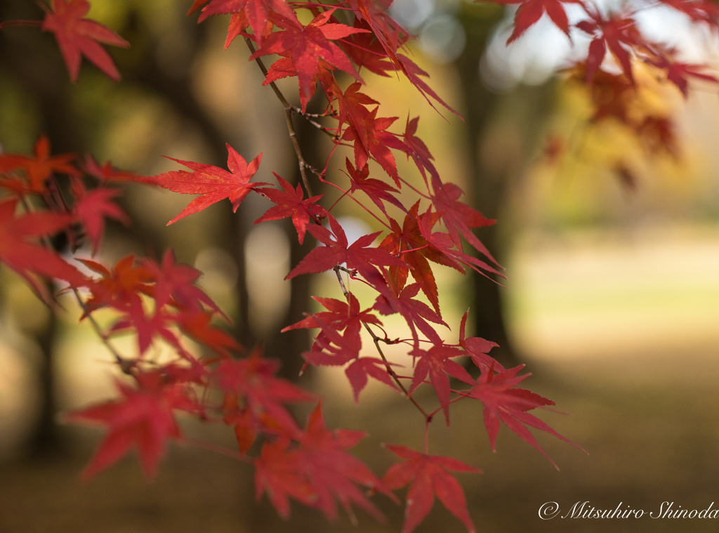 ベタな構図の紅葉