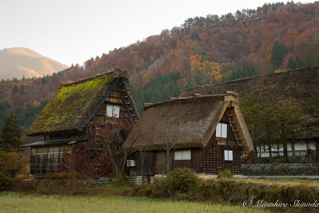 合掌造り＆紅葉