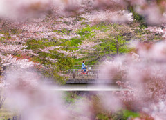 自転車でお花見