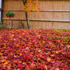 落葉の絨毯