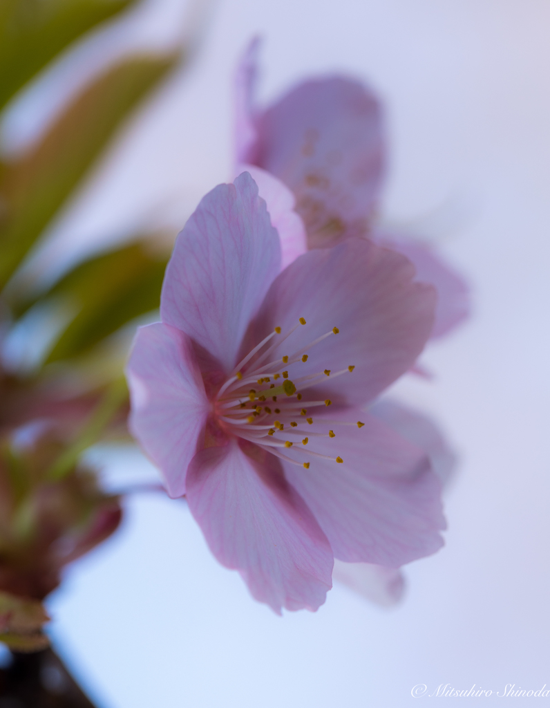 今年の桜
